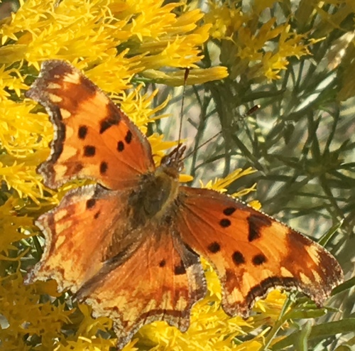 iNaturalist observation photo of Hoary Comma