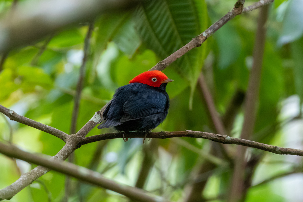 Round-tailed Manakin photo