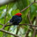 Round-tailed Manakin - Photo (c) Thibaud Aronson, some rights reserved (CC BY-SA), uploaded by Thibaud Aronson