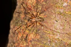 Drapetisca alteranda