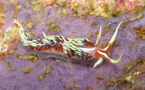 Indian Caloria (Caloria indica)