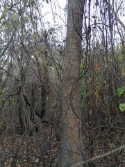 Maclura tinctoria