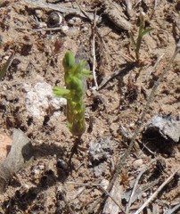Lysimachia linum-stellatum