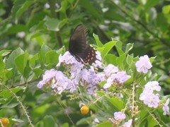 Papilioninae
