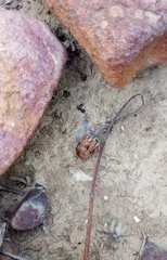 Arctotis pinnatifida