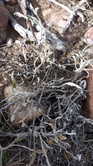 Arctotis pinnatifida