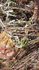 Arctotis pinnatifida