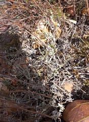 Arctotis pinnatifida