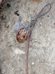 Arctotis pinnatifida