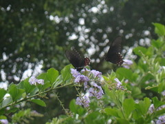 Papilioninae