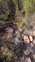 Arctotis pinnatifida