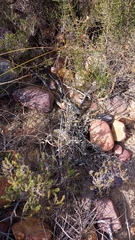 Arctotis pinnatifida