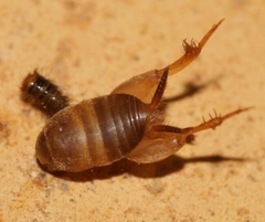 Myrmecophilus myrmecophilus