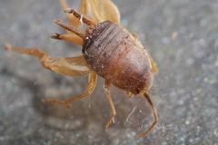 Myrmecophilus myrmecophilus