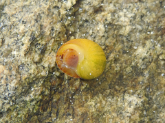 Littorina obtusata