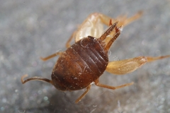 Myrmecophilus myrmecophilus