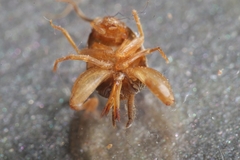 Myrmecophilus myrmecophilus