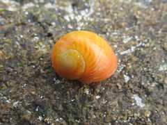 Littorina obtusata