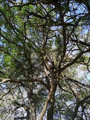 Bonellia macrocarpa