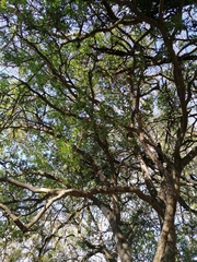 Bonellia macrocarpa