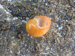 Littorina obtusata