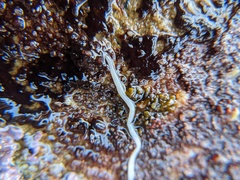 Tubulanus