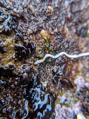 Tubulanus
