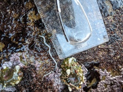 Tubulanus