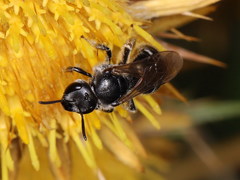 Lasioglossum discus