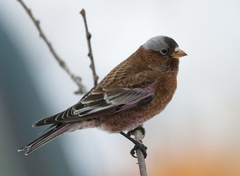 Leucosticte tephrocotis tephrocotis