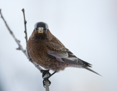 Leucosticte tephrocotis tephrocotis