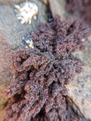 Callithamnion pikeanum