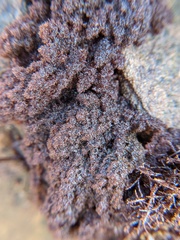 Callithamnion pikeanum