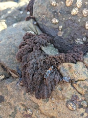 Callithamnion pikeanum