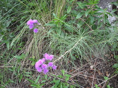 Vernonanthura nudiflora