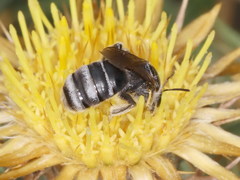 Lasioglossum discus