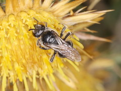 Lasioglossum discus