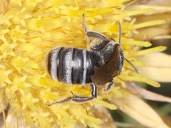 Lasioglossum discus