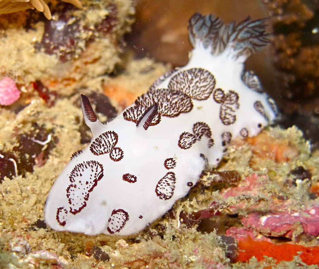Mourning Dorid (Nudibranchs and Sea Slugs of Hawaii) · NaturaLista Mexico