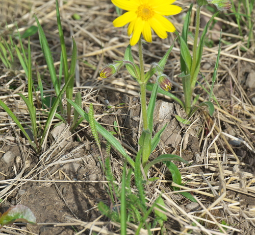 Narrowleaf Arnica