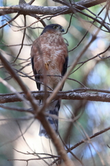 Accipiter rufiventris