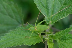 Leptophyes laticauda