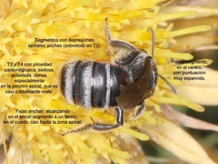Lasioglossum discus