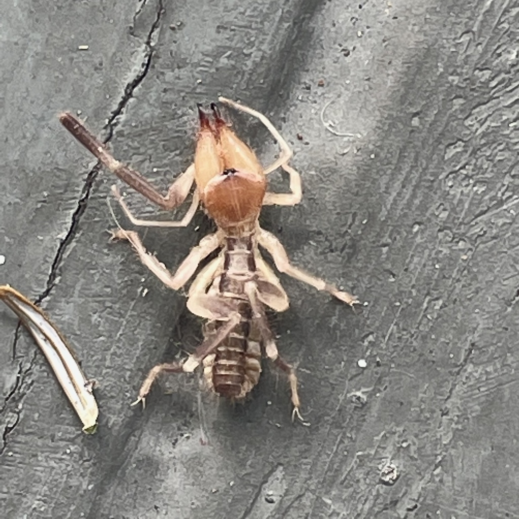 Florida Camel Spider