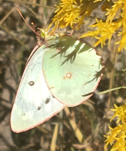 iNaturalist observation photo of Orange Sulphur