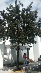Quercus