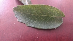 Quercus