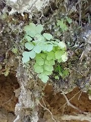 Woodsia obtusa