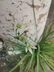 Nothoscordum