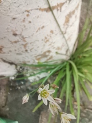 Nothoscordum